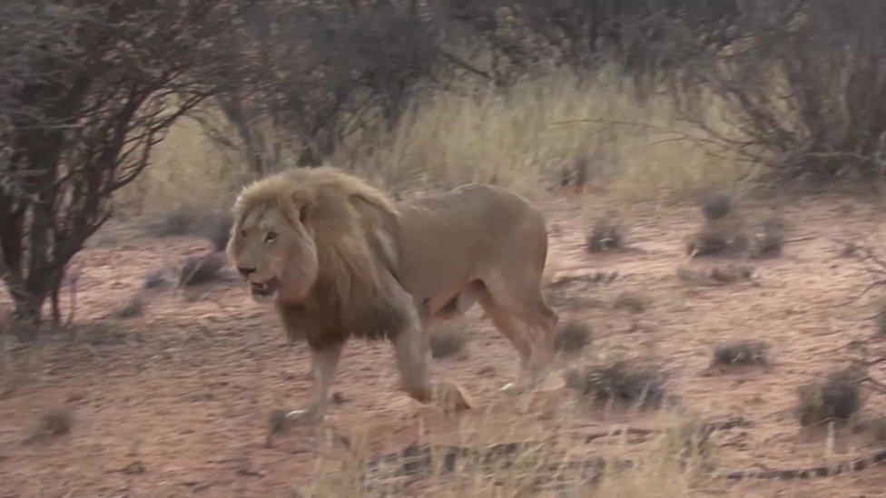 lion walking through the bush