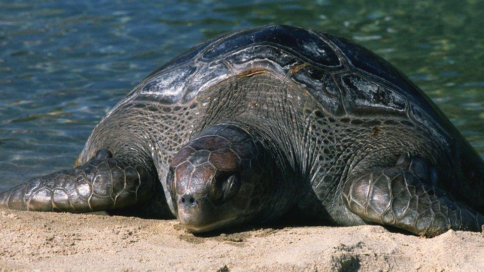 A Leatherback sea turtle lies on the sand.