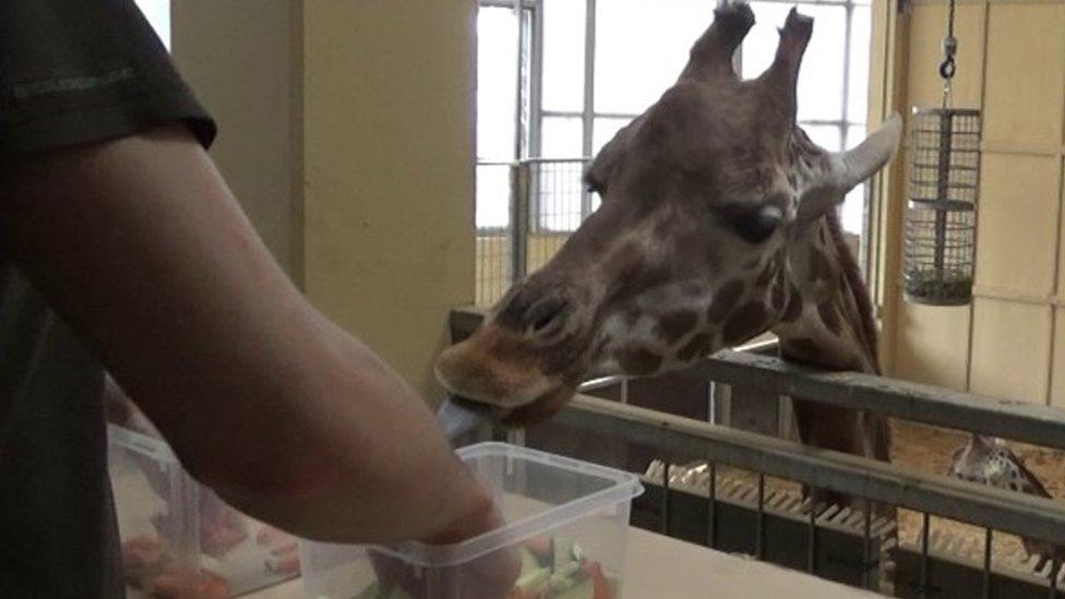 giraffe-eating-vegetables.