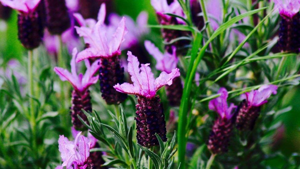 Lavender snapped in Abingdon