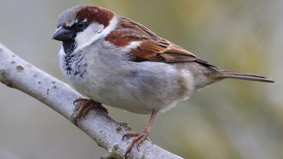 house sparrow