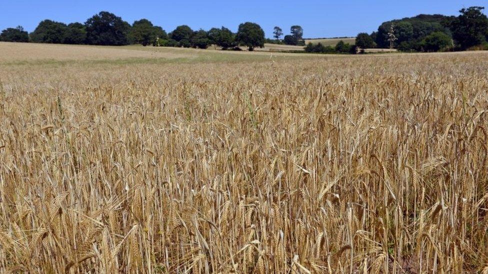 Field in Suffolk