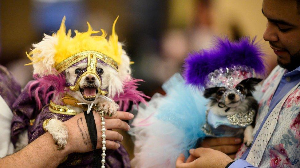 two dogs in Mardi Gras costumes