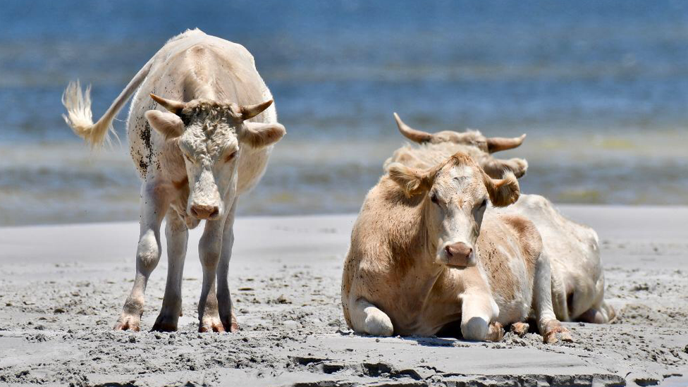 cows on cedar island beach