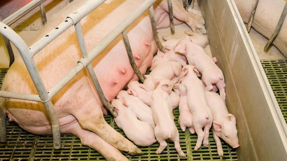 Farrowing crate