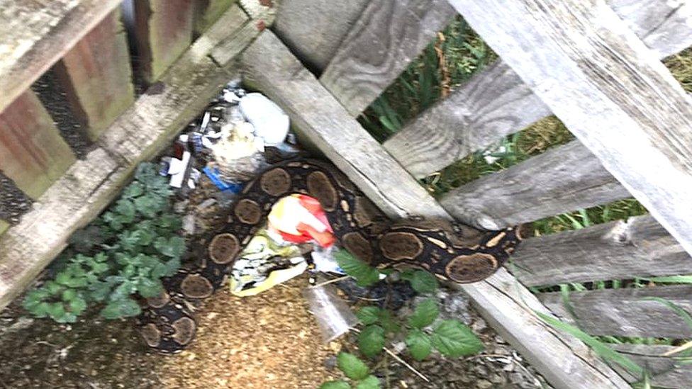 The snake stuck in the fence