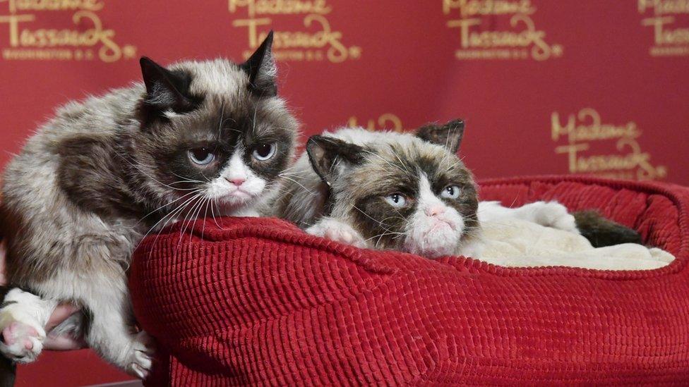 Grumpy Cat poses next to her animatronics version