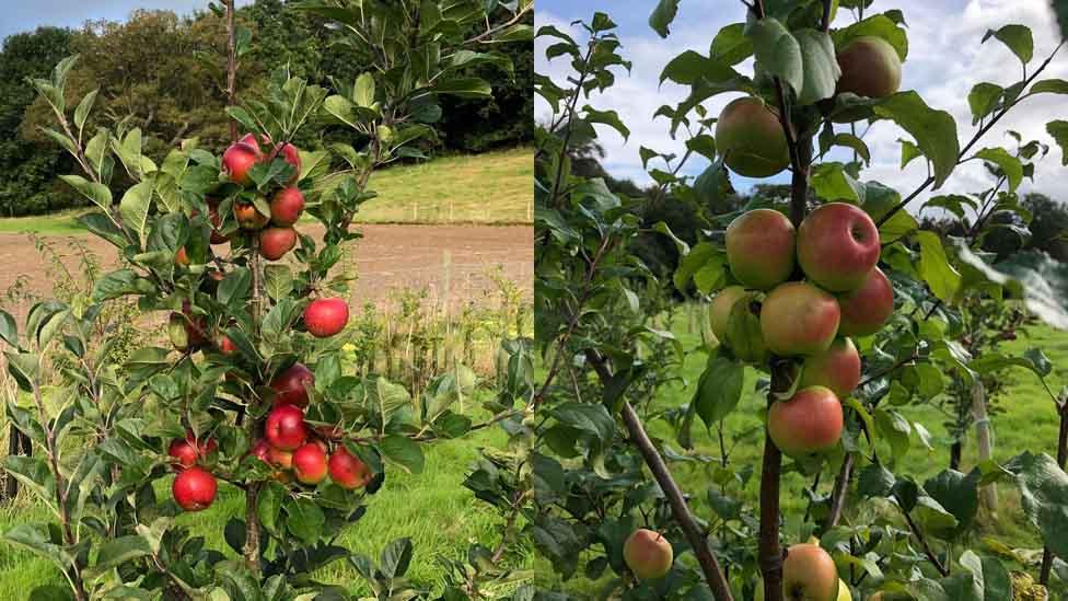 The Jane (left) and Kennedy’s Late (right) are a cider apples found in Wales