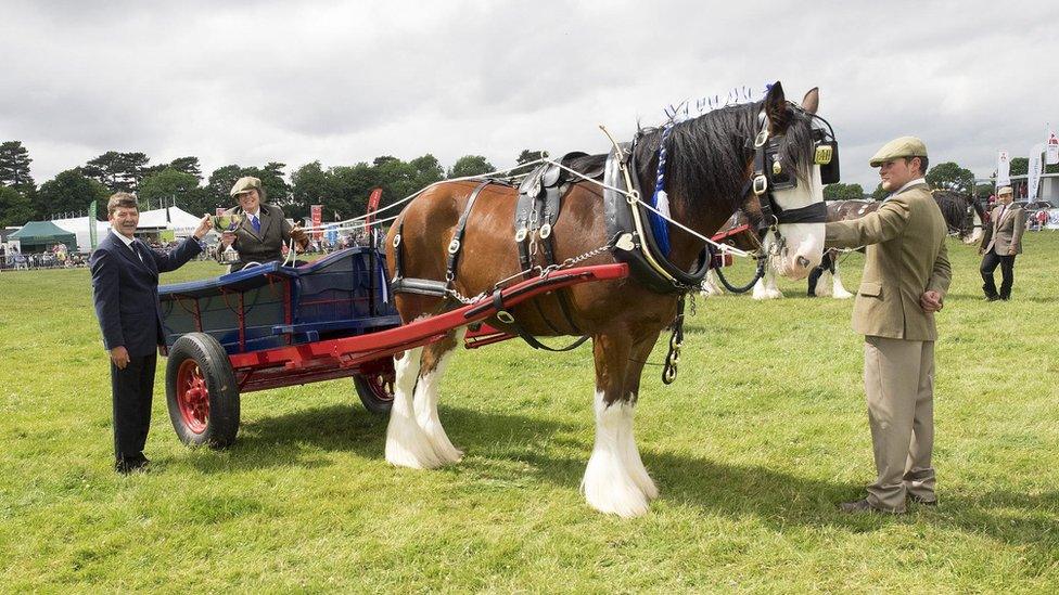 Horse and cart with prize winner