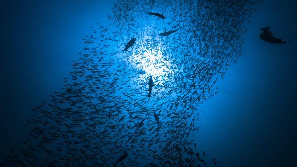 fish in ocean