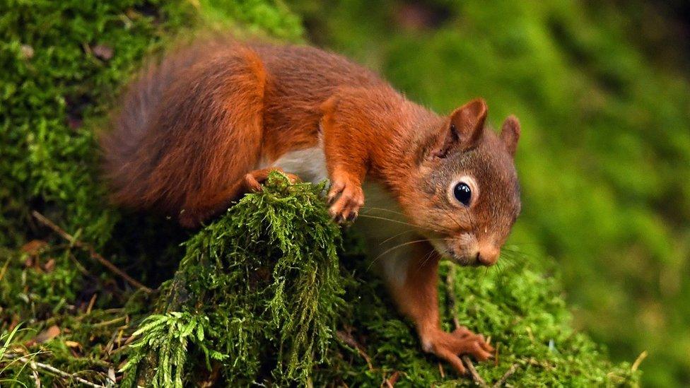 Red-squirrel.