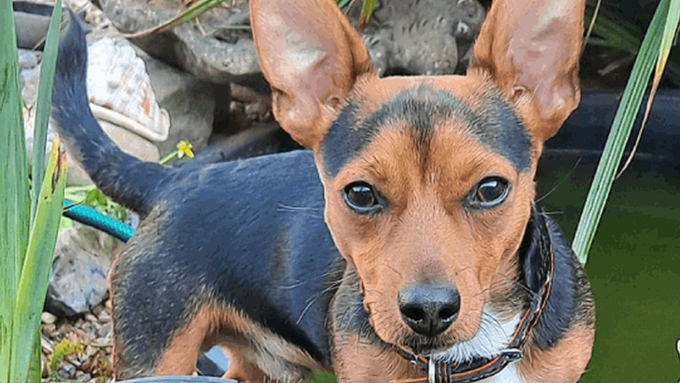 Jack Russell, Mouser