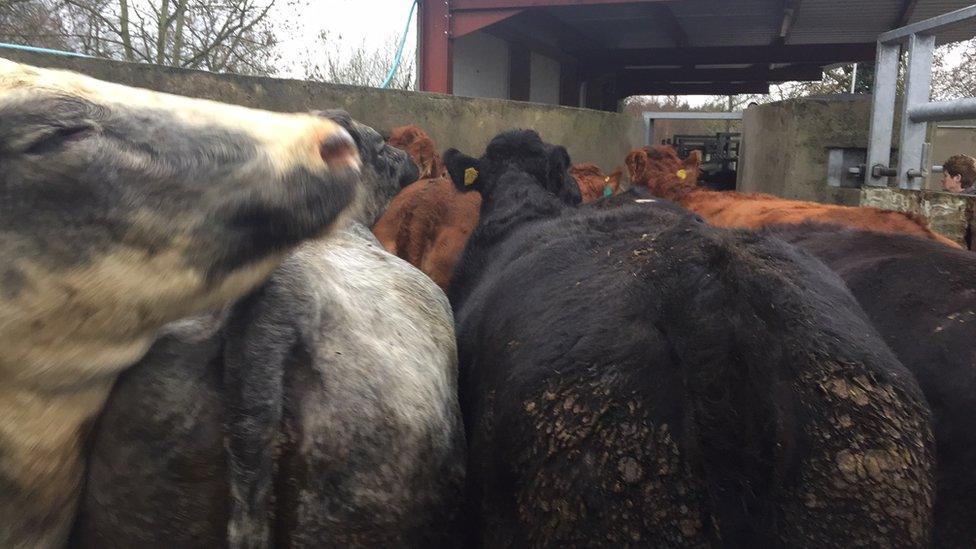 Cattle on Desmond Fulton's farm