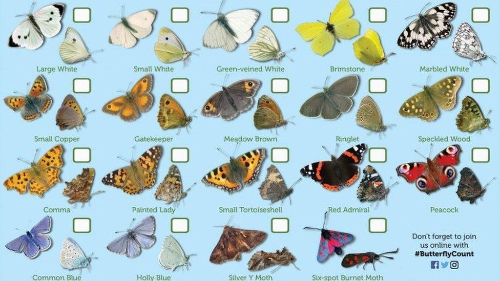 Butterfly chart