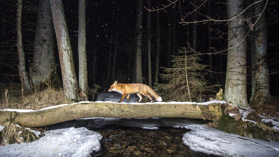 fox-in-forest.