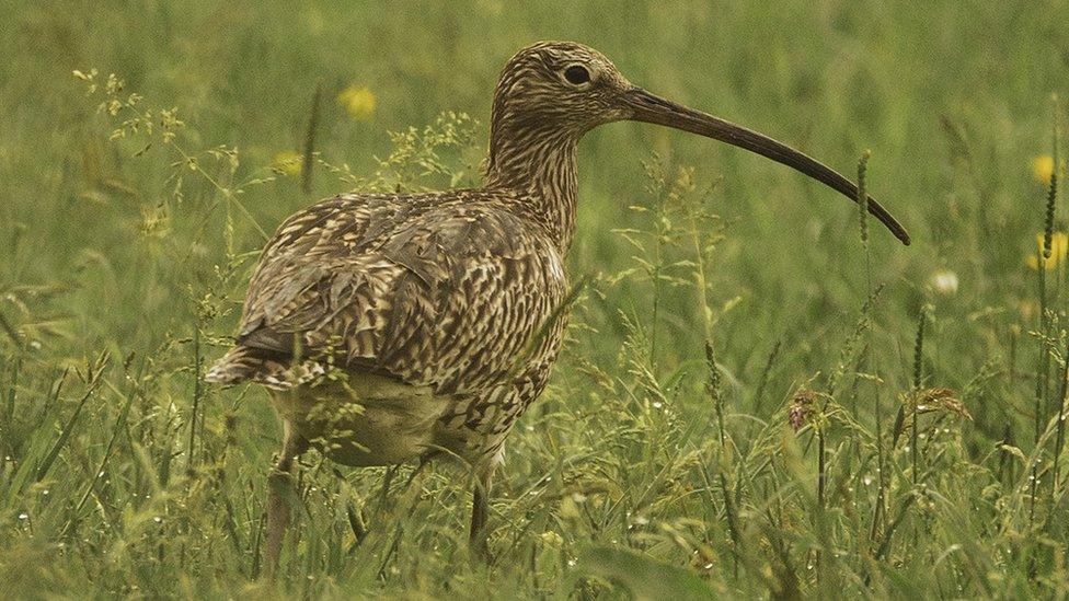 Curlew