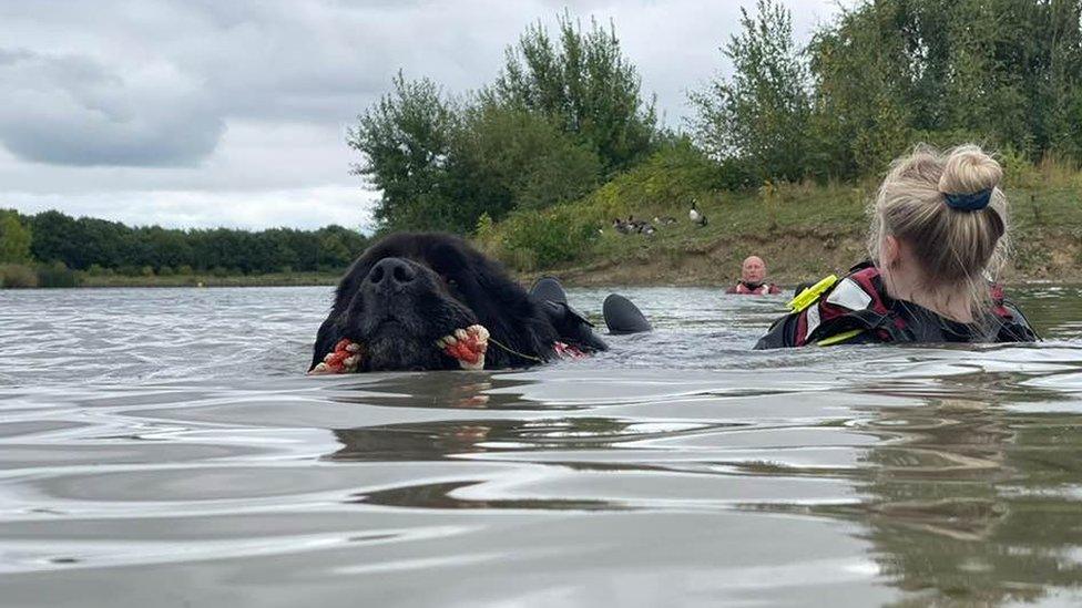 Newfoundland dog swimming with a person