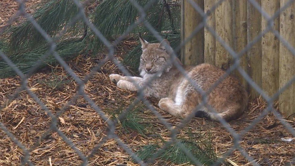 Lynx at Borth Zoo