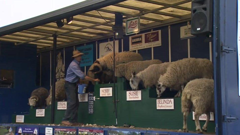 Sheep at the 2013 Suffolk Show