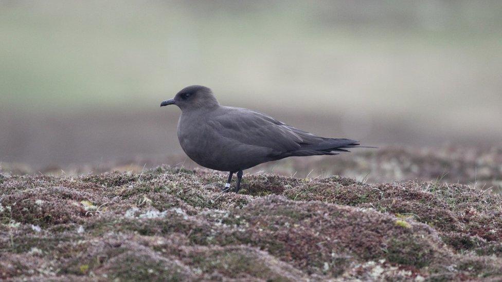 Arctic skua