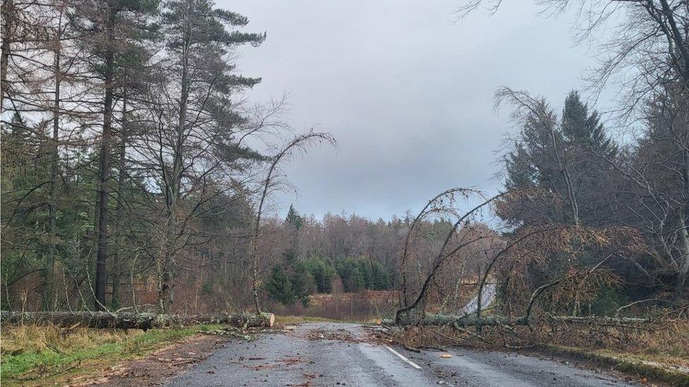 Tree cut in half across a road