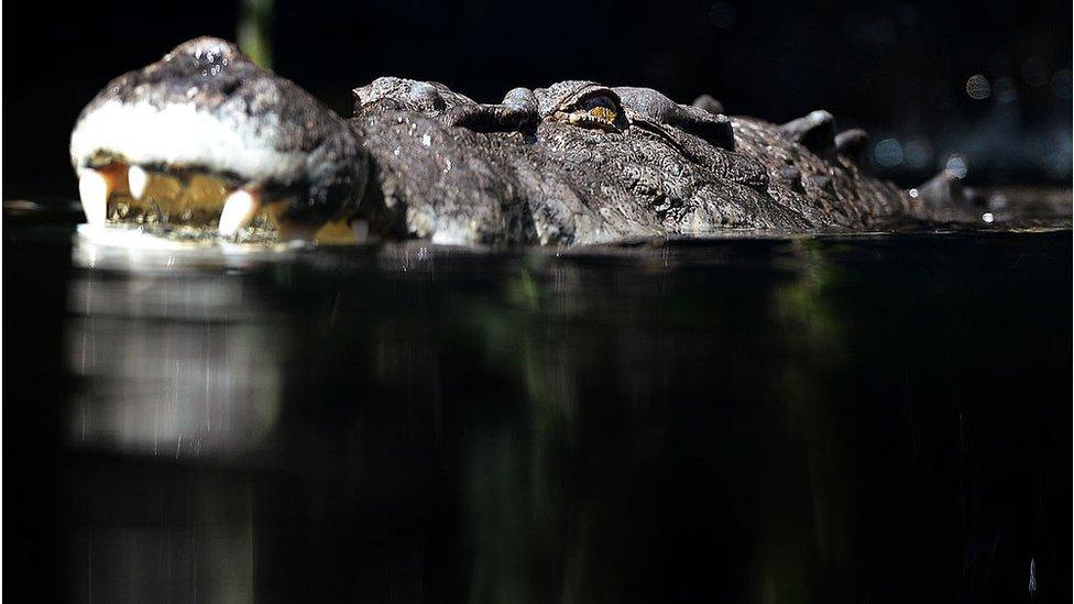 File photo of a crocodile