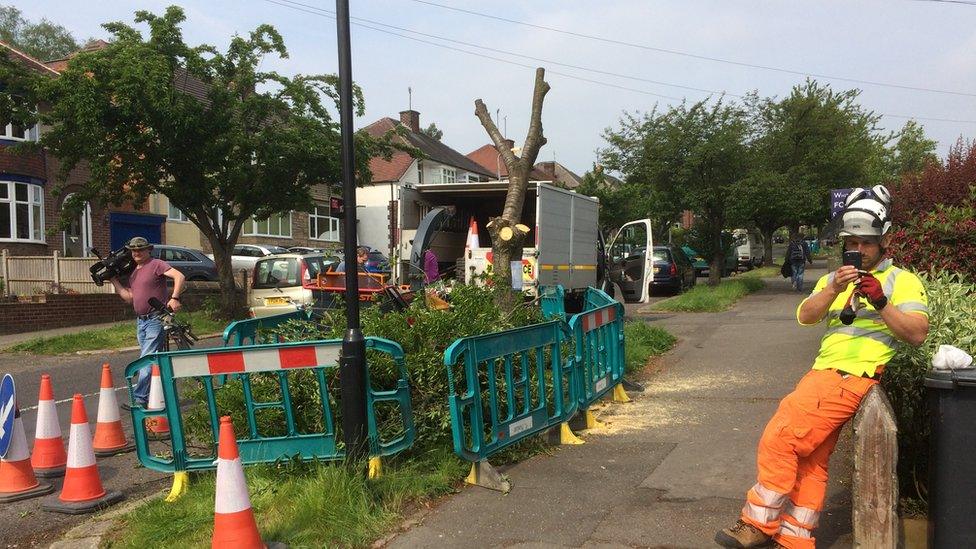 Work to chop down trees in Sheffield