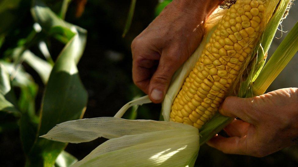 Corn vegetable crop