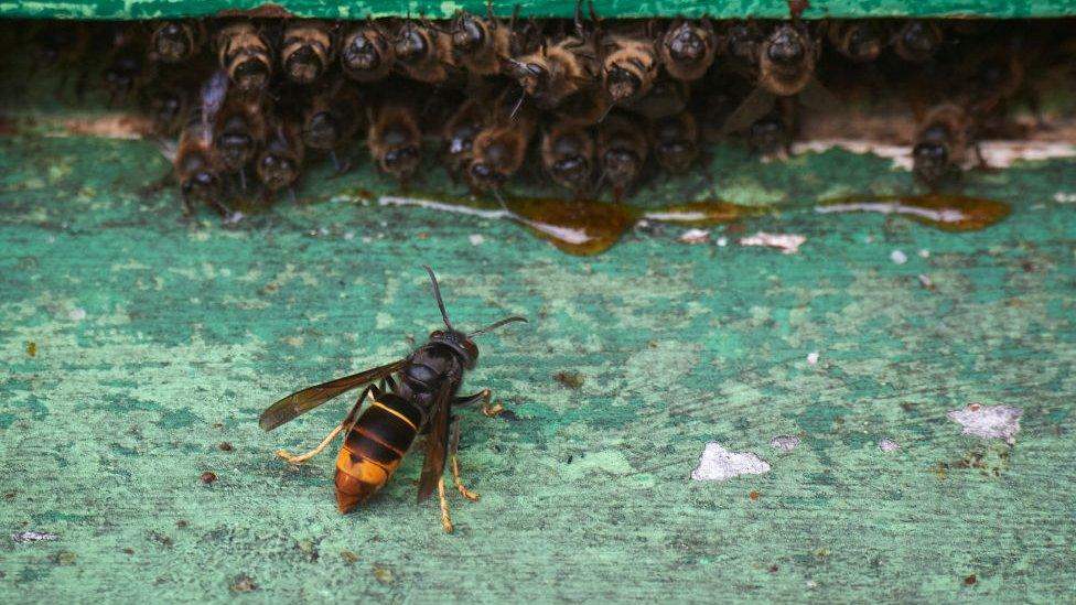 asian hornet near bees nest