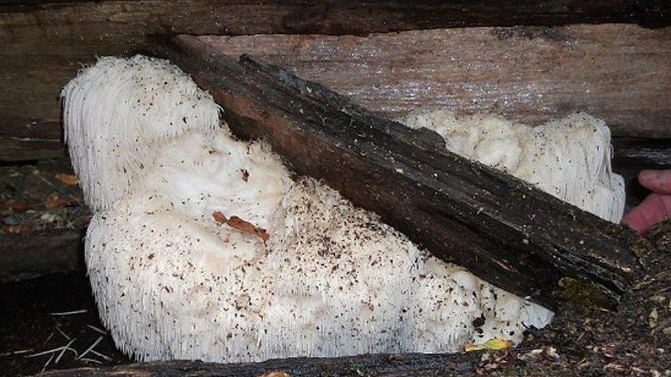 Hericium erinaceus