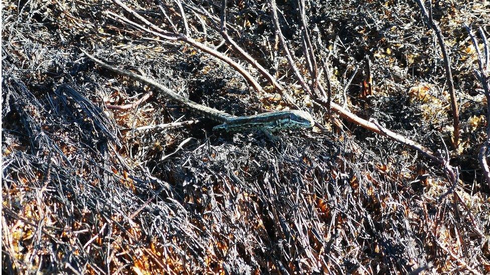 lizard on Slieve Beagh