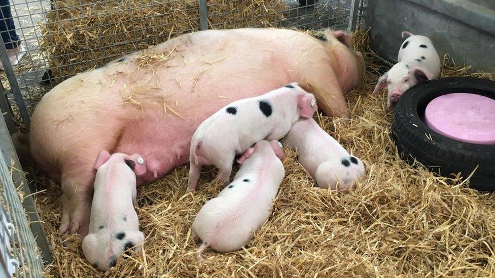 A mother pig with suckling piglets on show at the Royal Bath and West Show