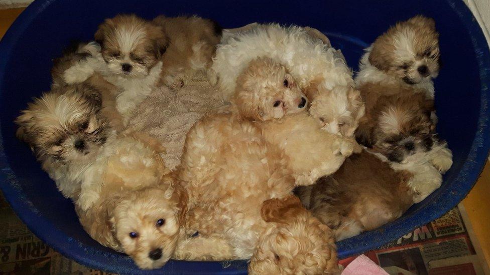 crowd of puppies in a basket