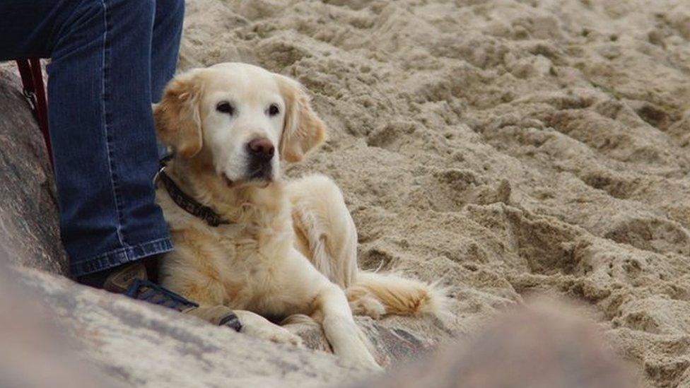 Dog on beach