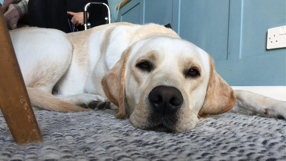 Flynn, a yellow Labrador lying on the floor looking into the camera