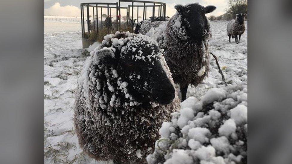 Black sheep eating in the snow