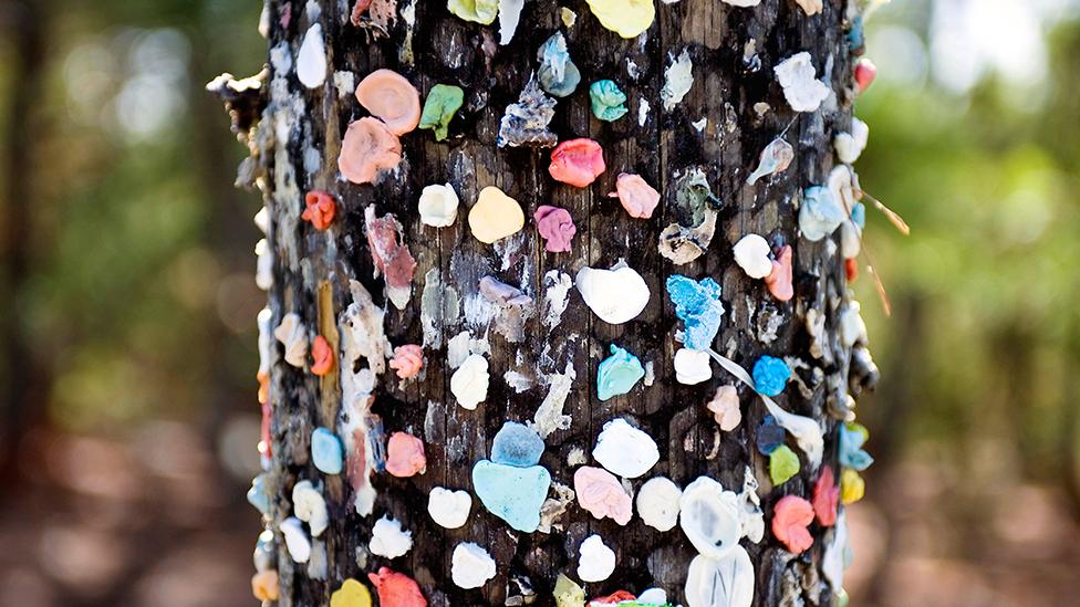 Chewing gum stuck to a tree