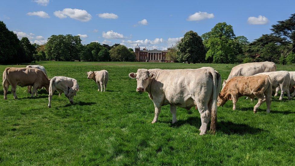 Cows at Osterley Park and House