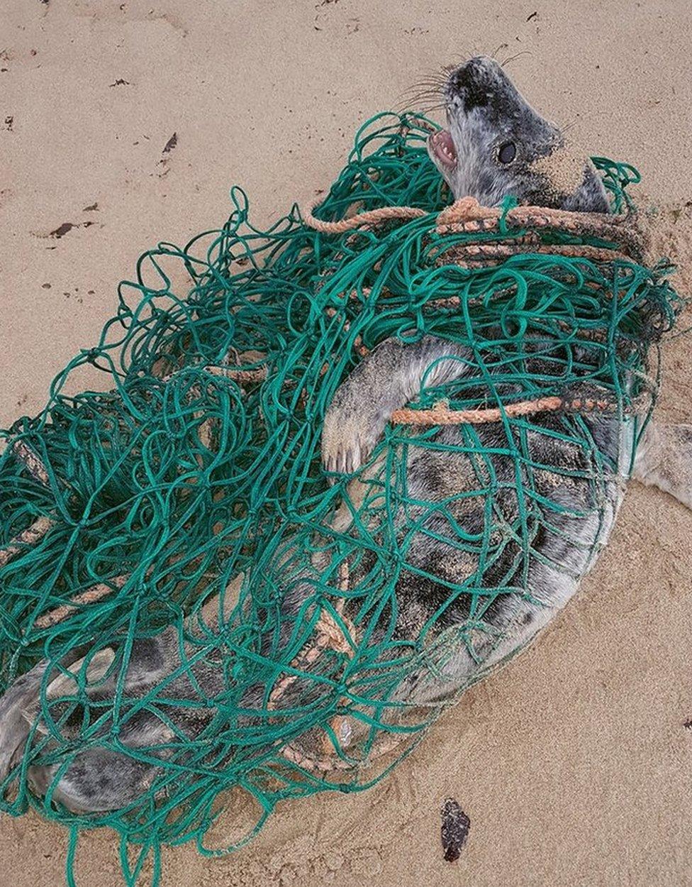 Seal pup in net