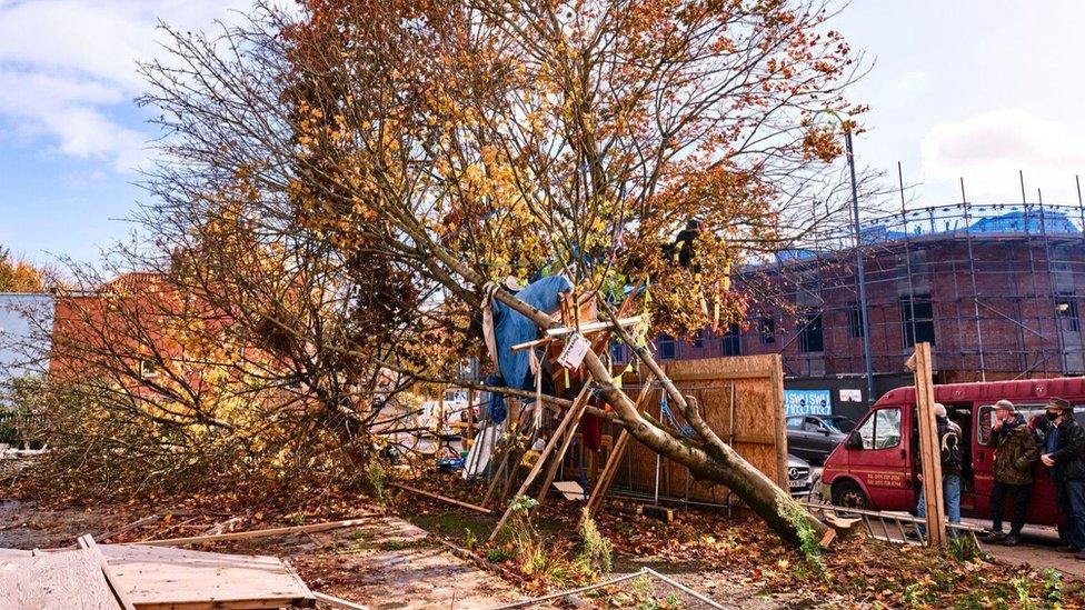 Site of the felled Maples, Lower Ashley Road, Bristol