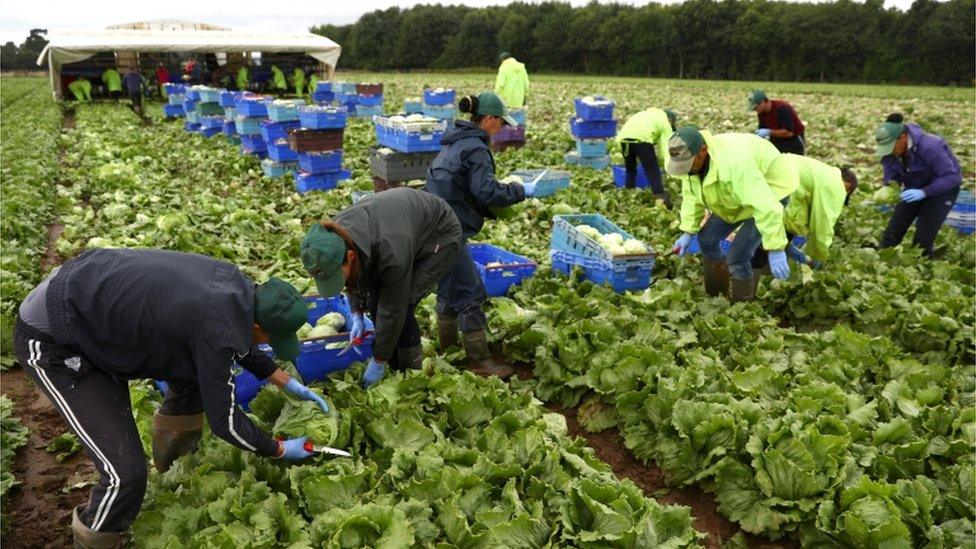 Migrant workers pick fruit