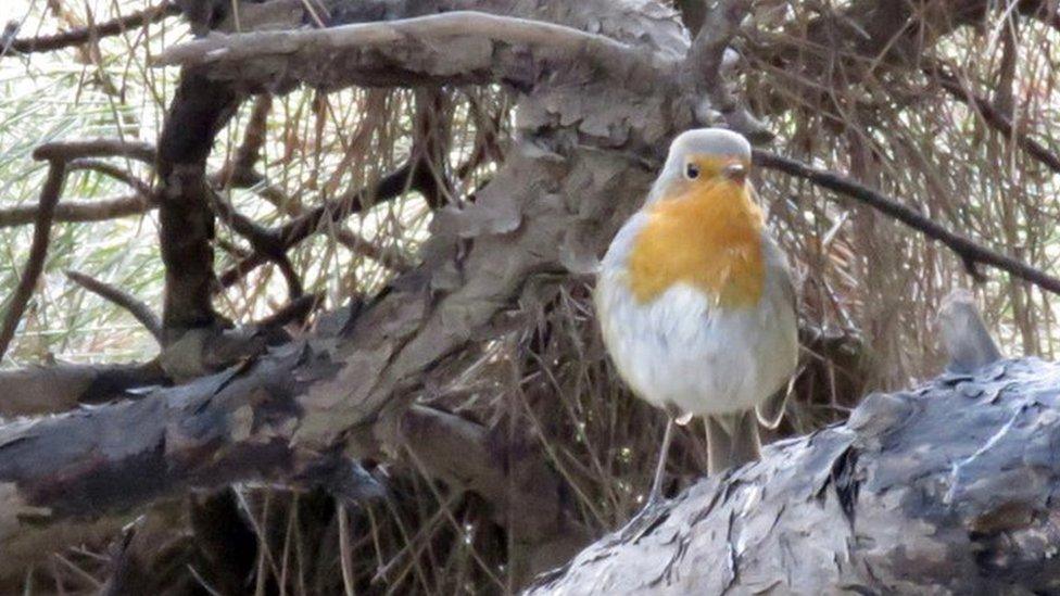 Photo of robin spotted in Beijing