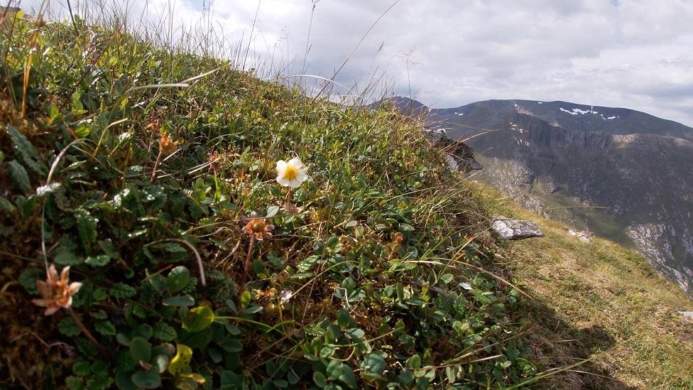 Mountain avens