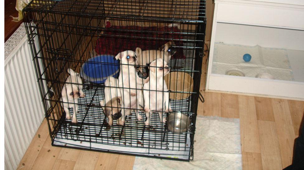 Puppies in a cage