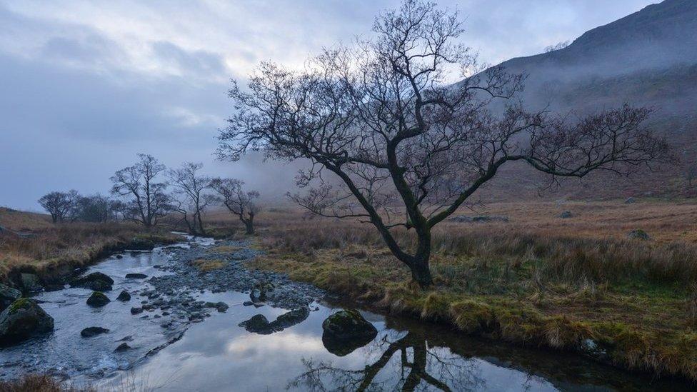 Trout Beck alder