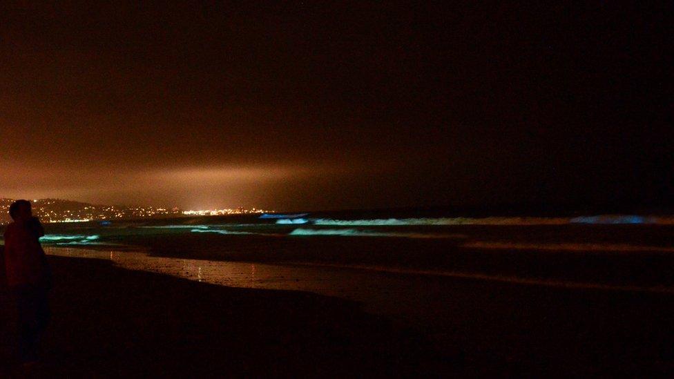 Distant city lights contrast with the algae riding the waves