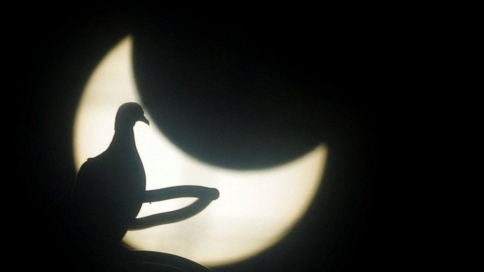 Dove's seen in silhouette against eclipse in Brazil.