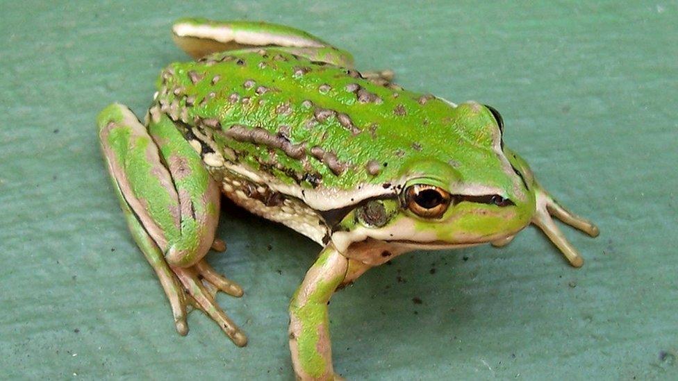 Warty swamp frog