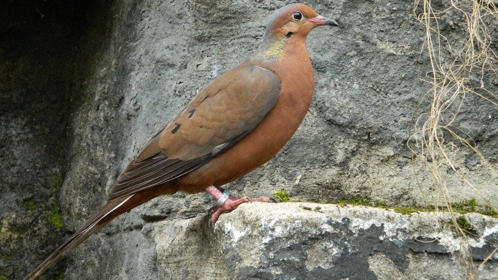 Socorro dove at Bristol Zoo Project