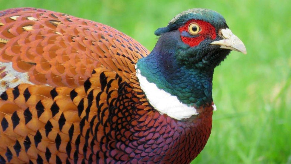 pheasant